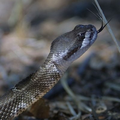 Why deadly snake bites are on the rise in one US state